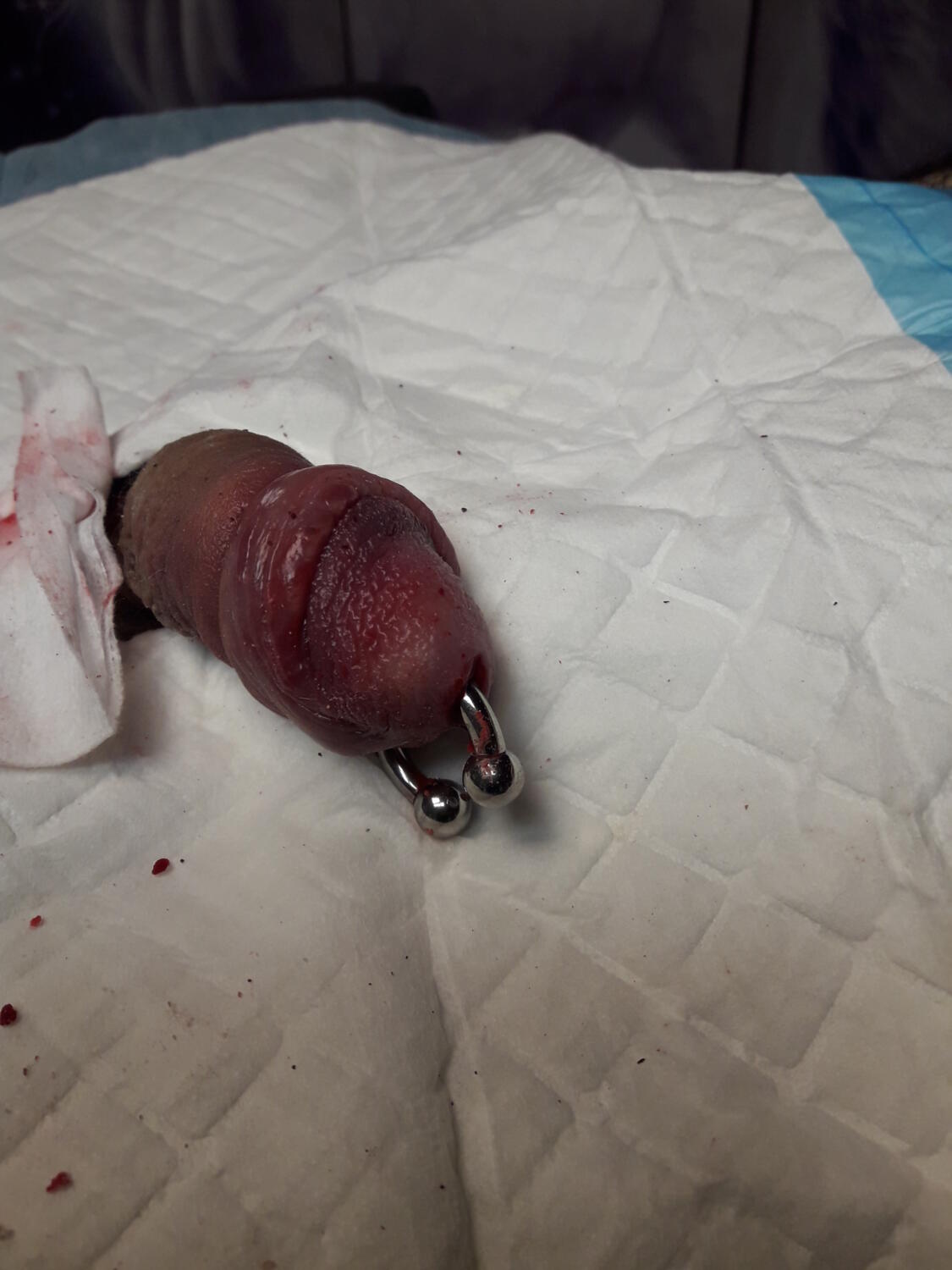 piercing Prince Albert par Dermogenese Tattoo piercing Prince Albert par Dermogenese Tattoo